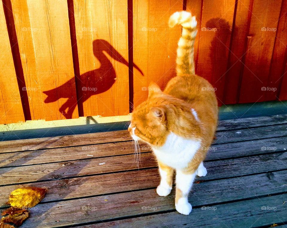 cat and shadow stork