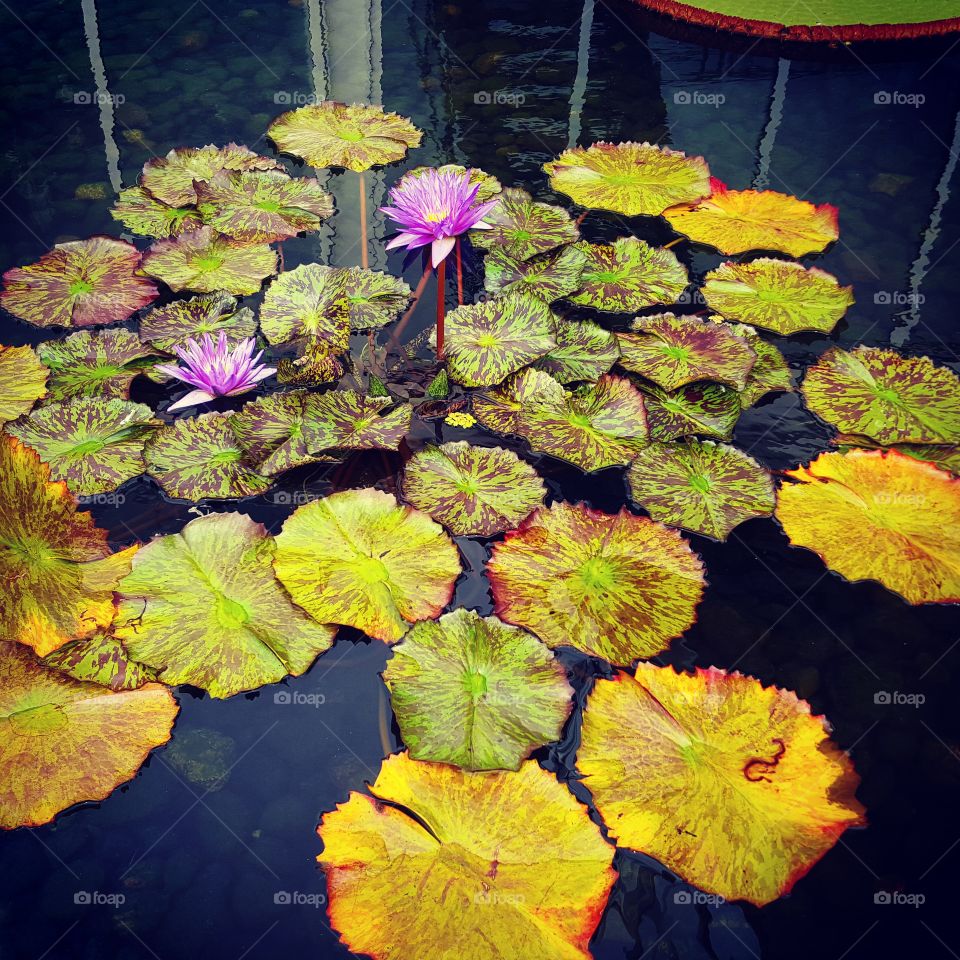 Leaf, Pool, Flower, No Person, Flora