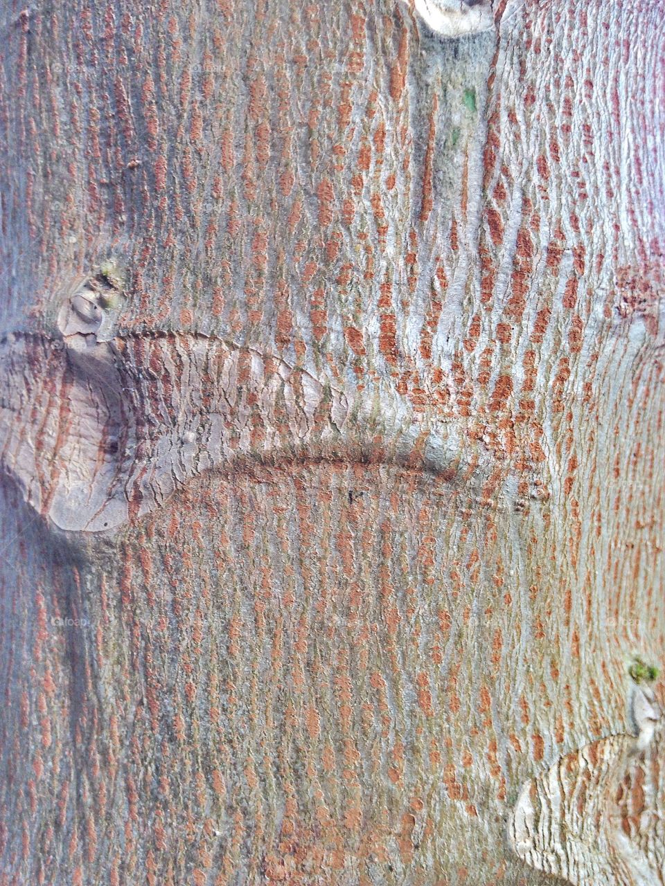 A tree trunk