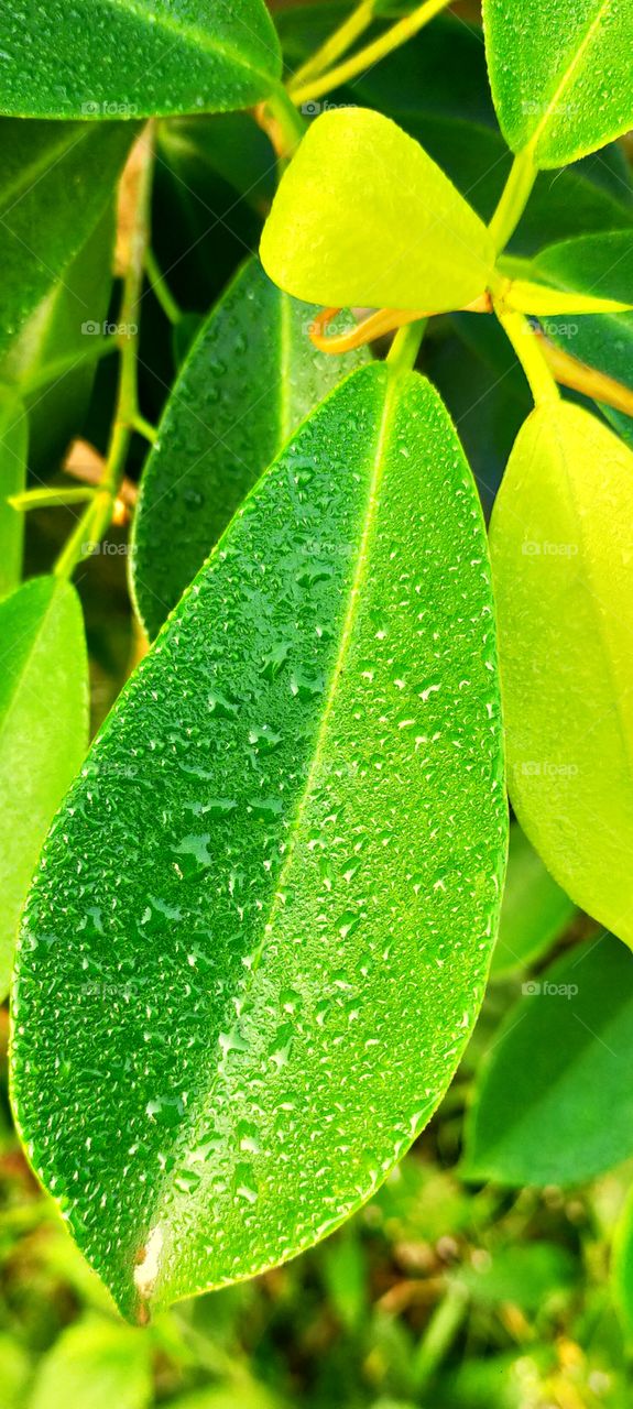 Leaves of magical green appear very fresh and pleasant.