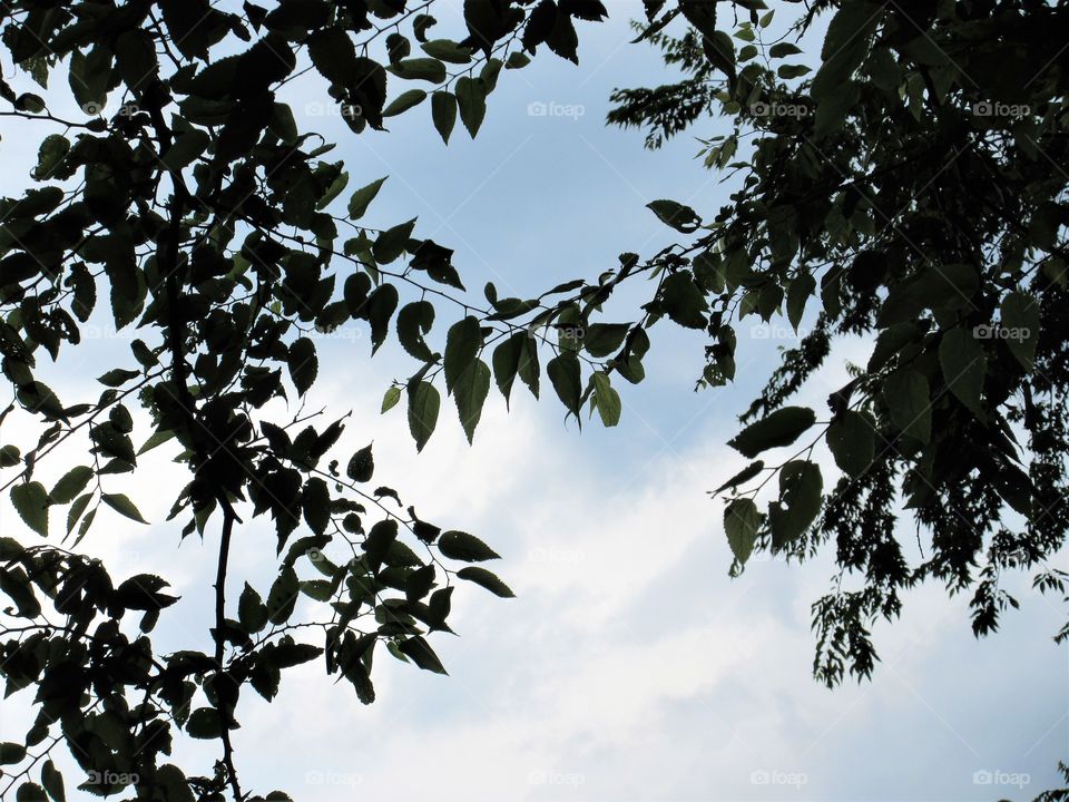 branches and sky