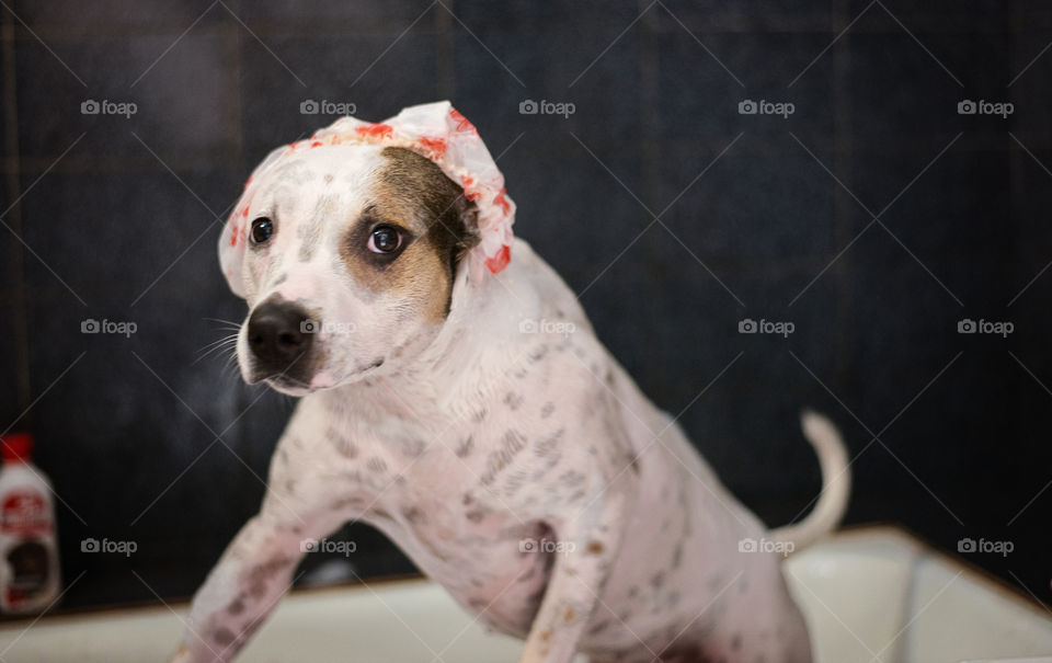 Dog in Shower Cap