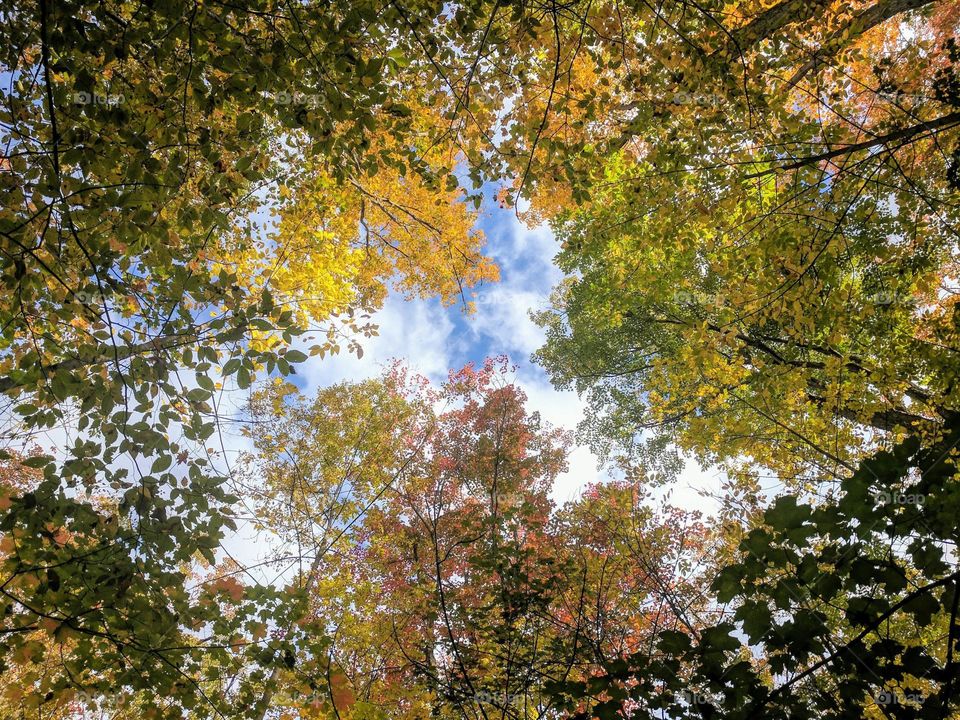 Beautiful colourful forest leaves