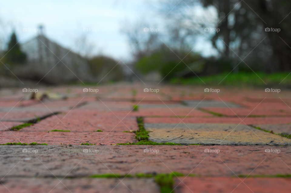 deep green moss grows in the cracks of a multi color brick pathway.