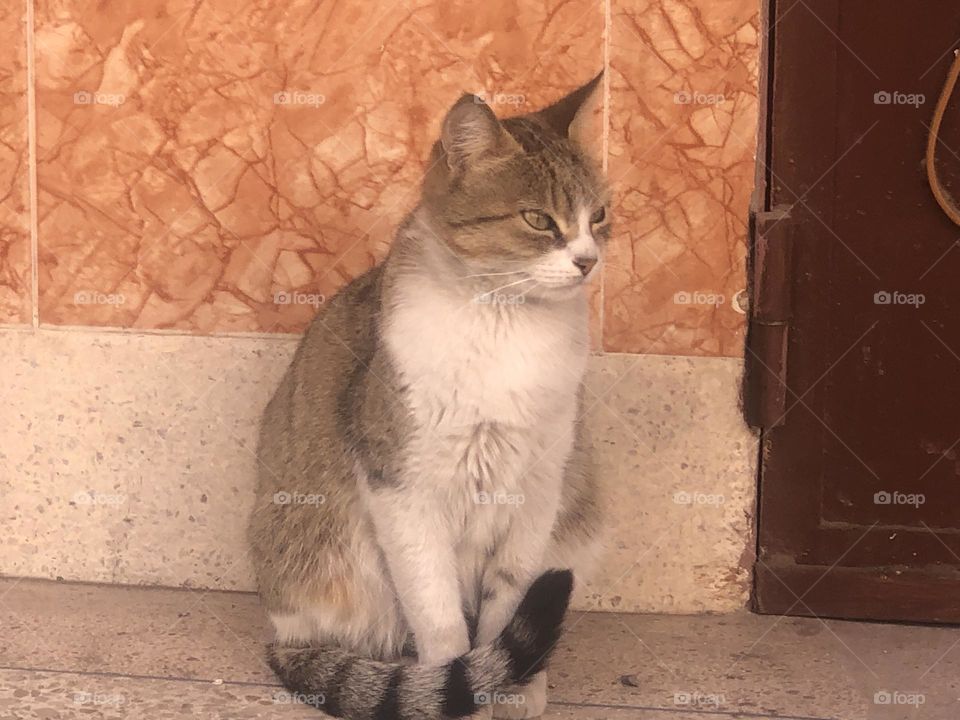 Beautiful cat looking at camera 