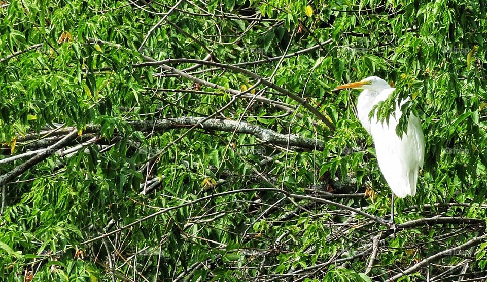 Egret Boucherville Québec 