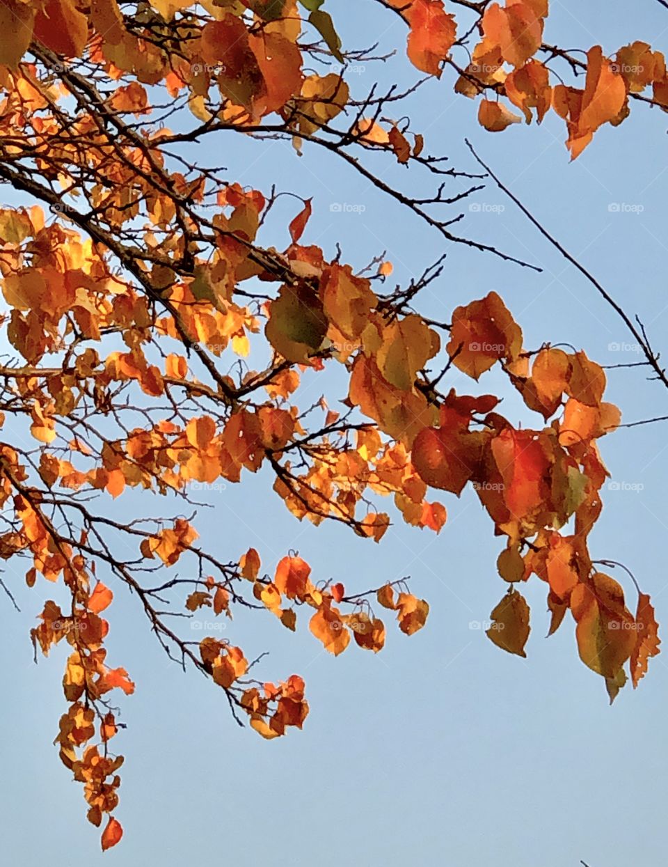 Autumn leaves and blue sky 