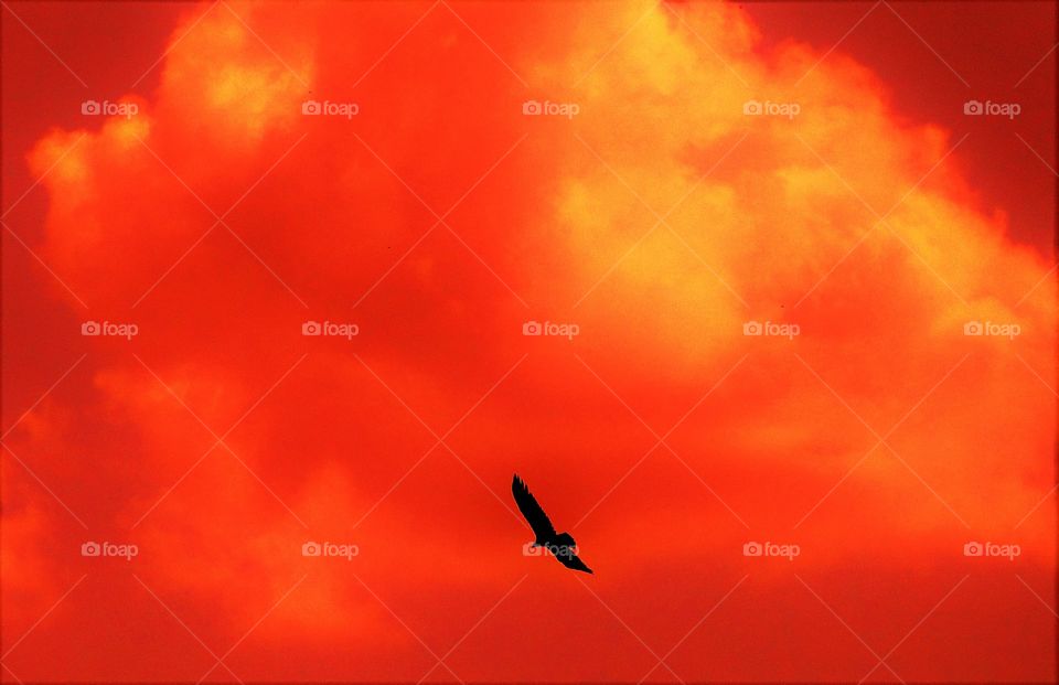 Red sky soaring 