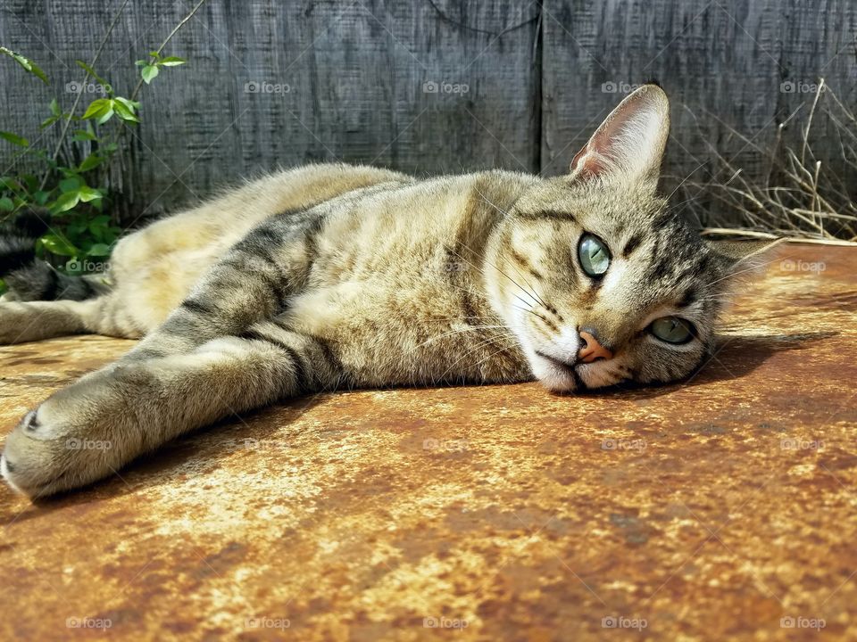 Lazy Outdoor Rustic Cat