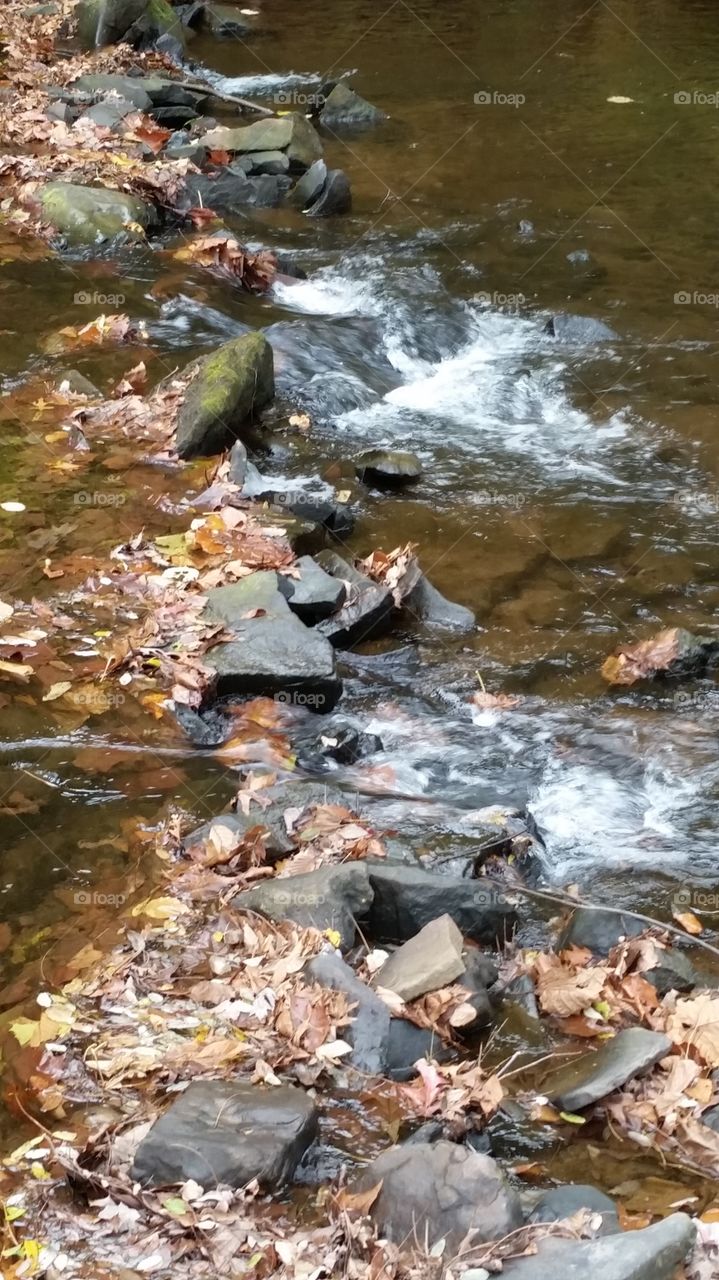 fall leaves in the river