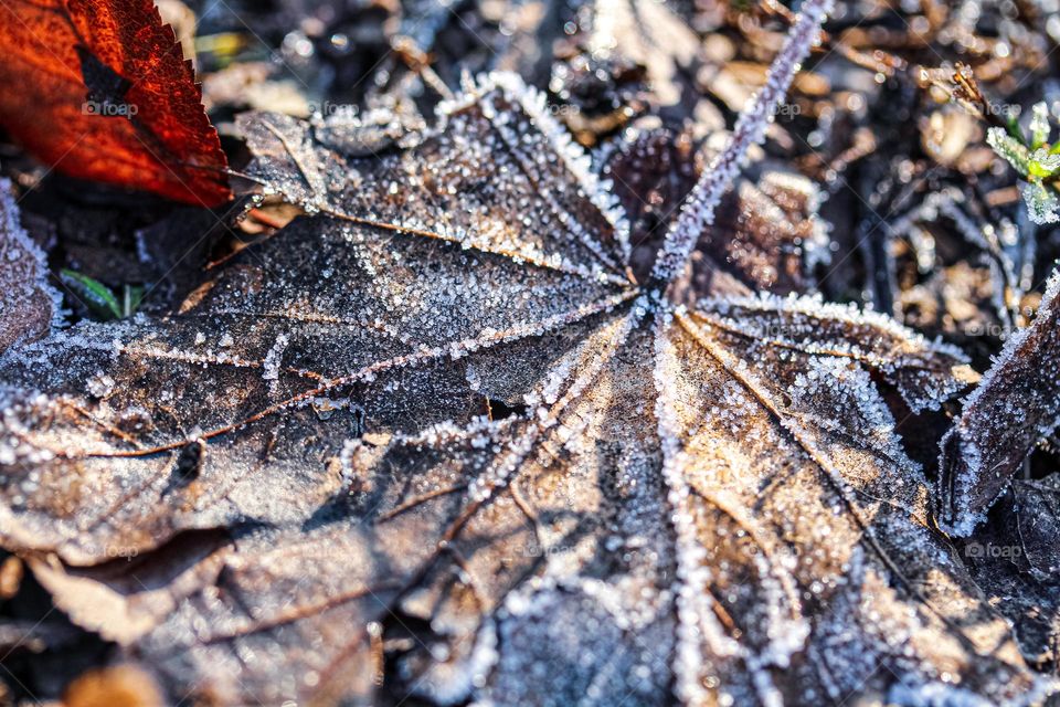 A hoarfrost on a dry leaf