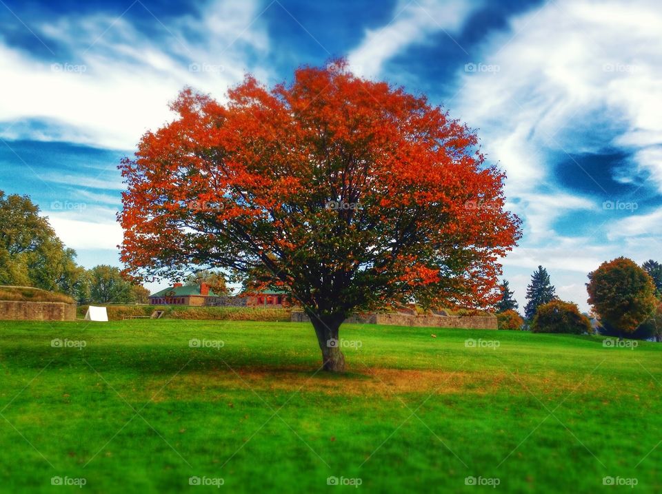 The tree. Some just speaks for itself.