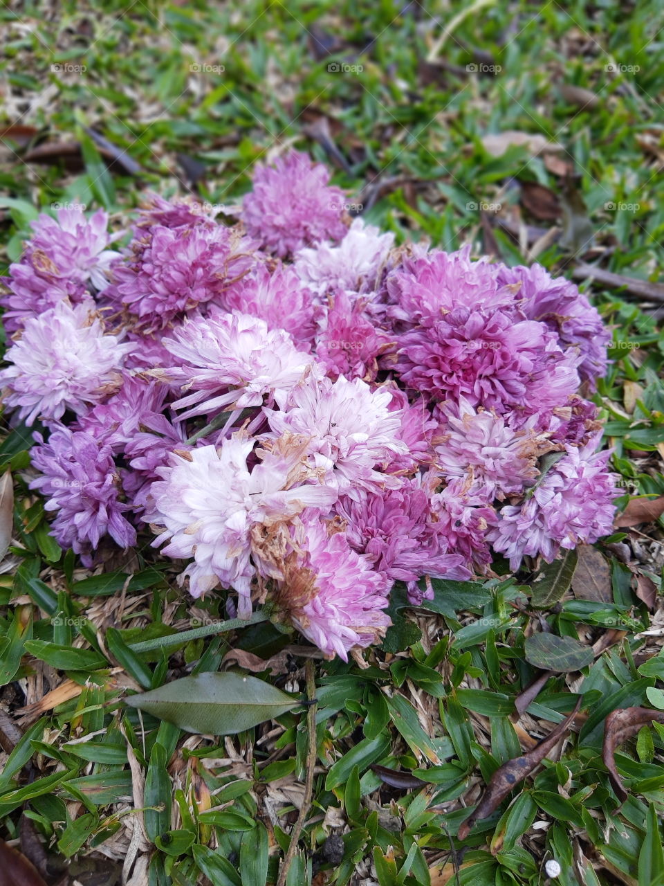 purple flowers on the grass