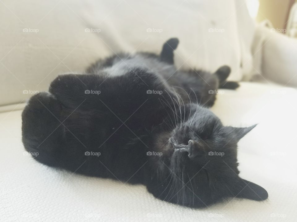 Comfy Cat