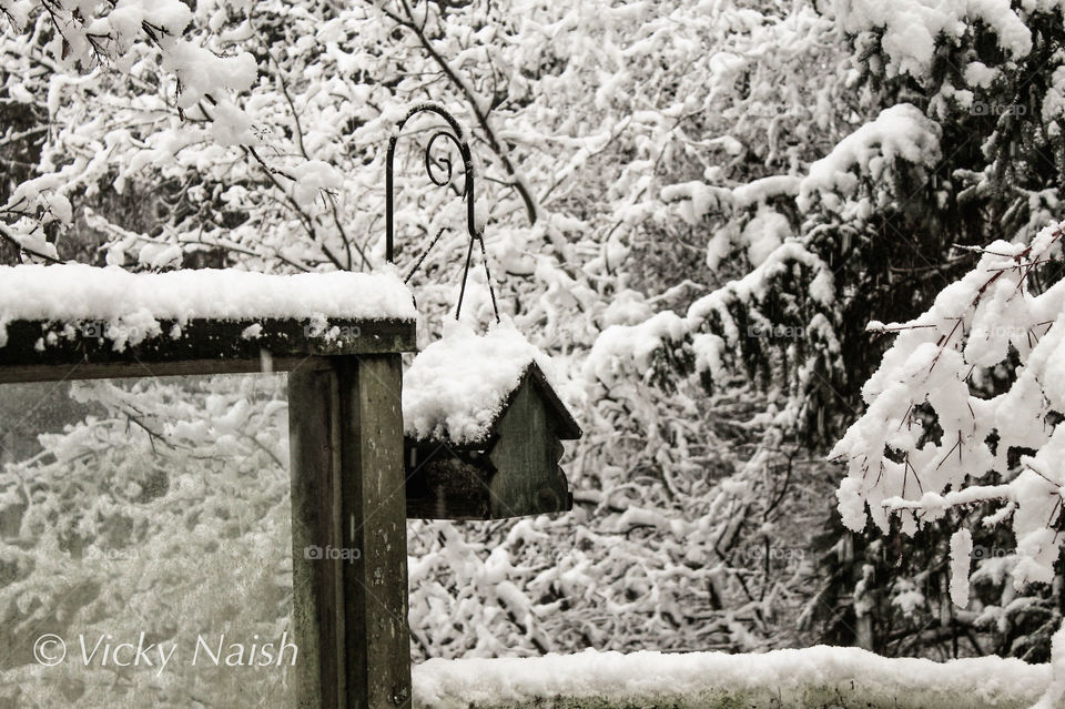 Our rare snowstorms sometimes do produce a lot of snow but it doesn’t stay very long as temperatures are usually quite mild. There is much more snow above our valley & birds migrate from the mountains for food; sometimes from a well-stocked feeder. ❄️