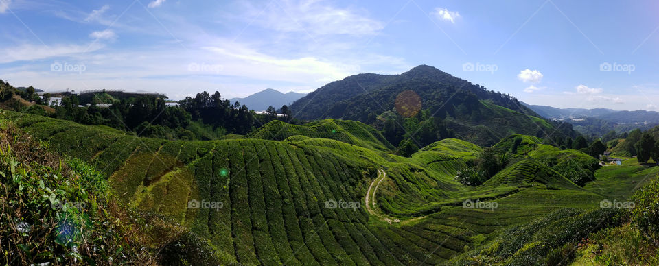 The view of the green Cameron Highlands tea fields