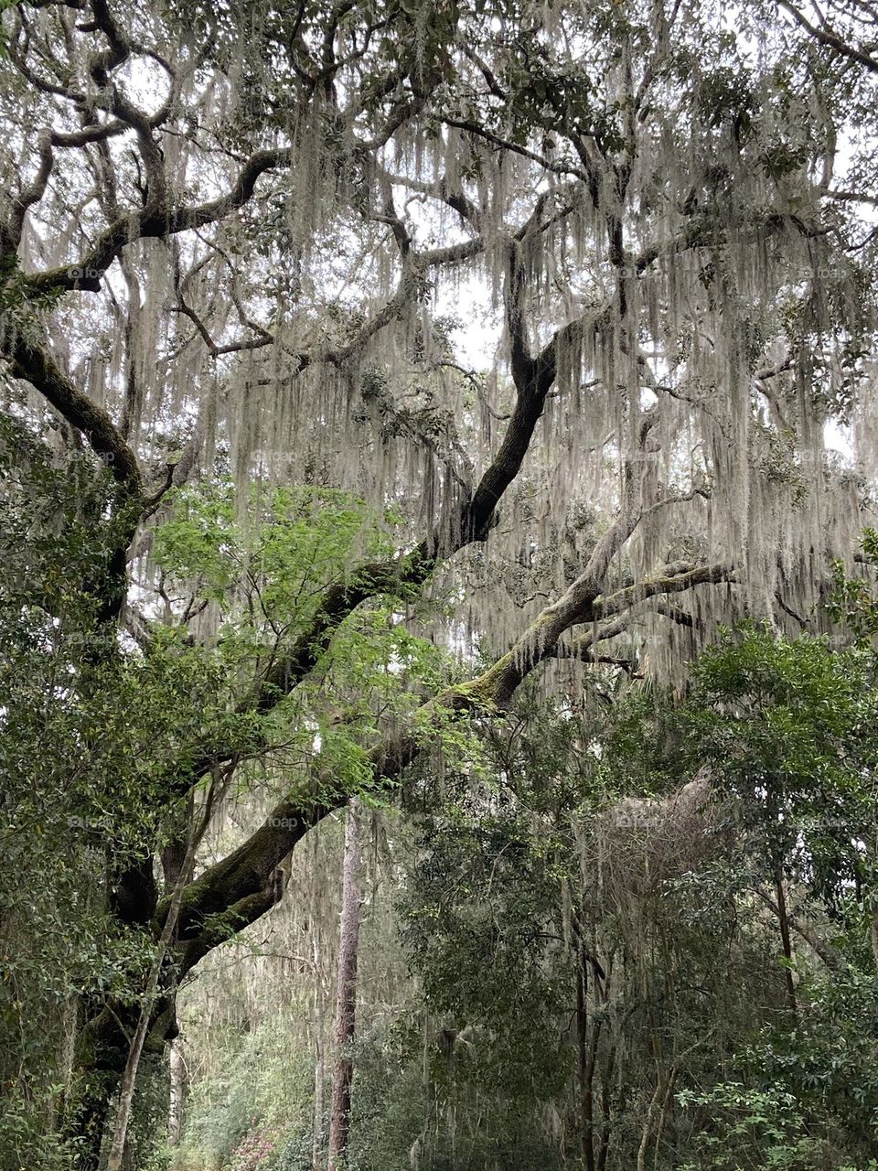 Ghostly Moss in Trees