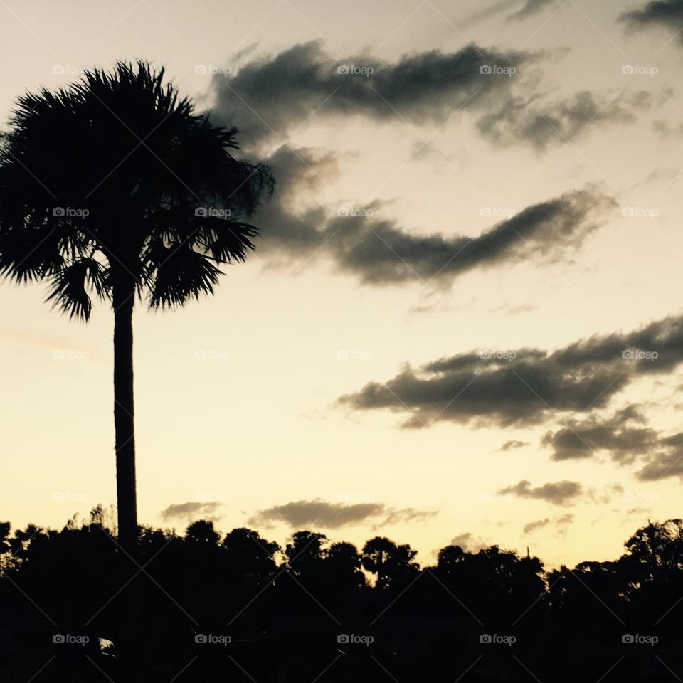 Palm tree at dusk 