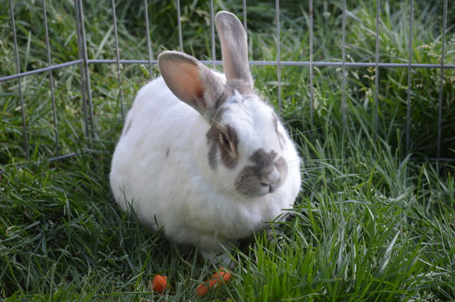 Animals having a hay day