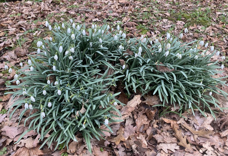 First spring flowers 