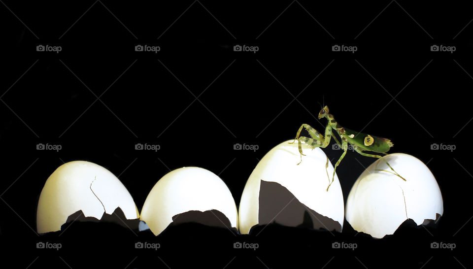four steps after two eggs