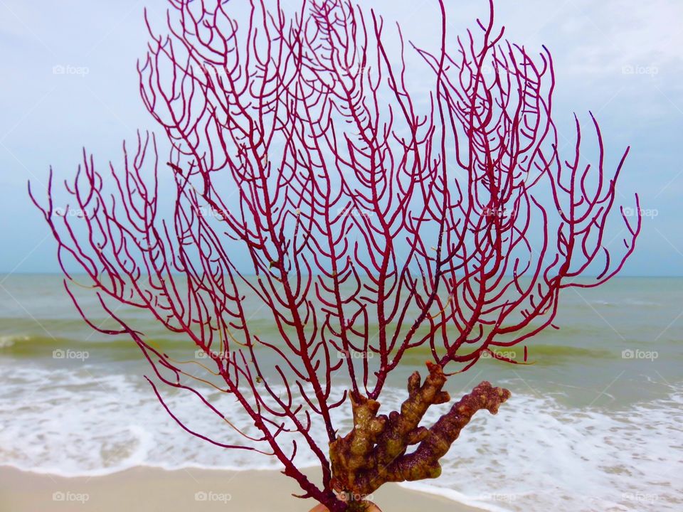 Sea Fan. Sea Fan at Bonita Beach