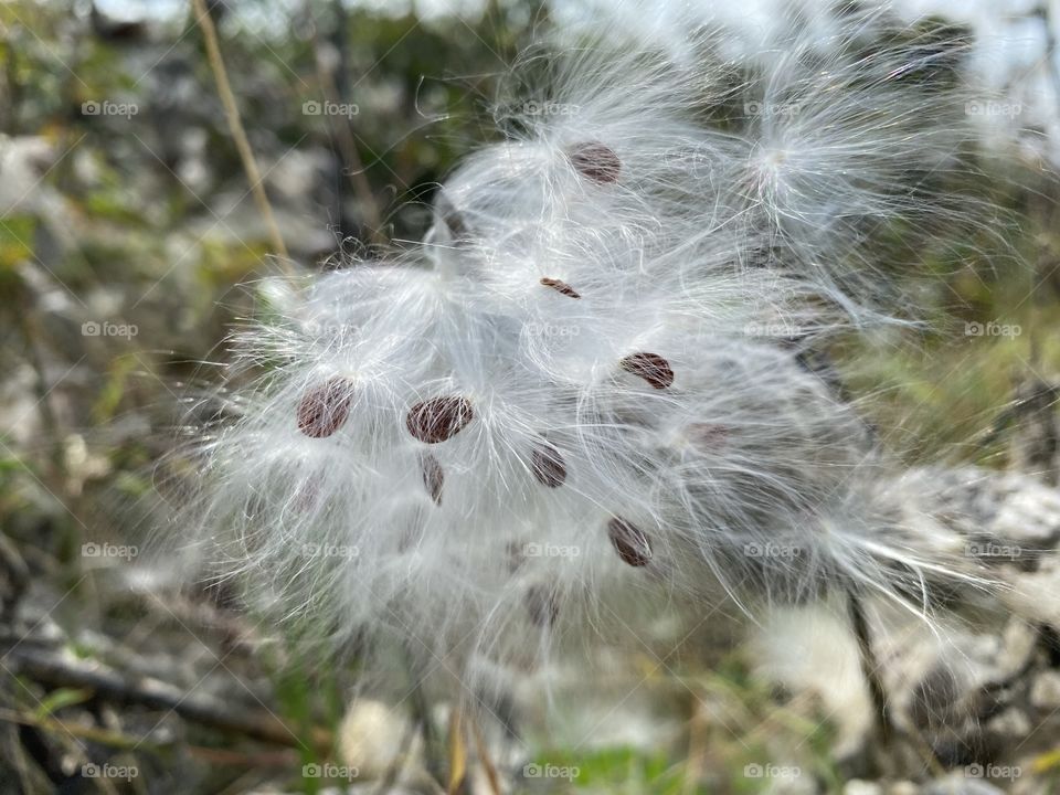 Faded flower in the field 