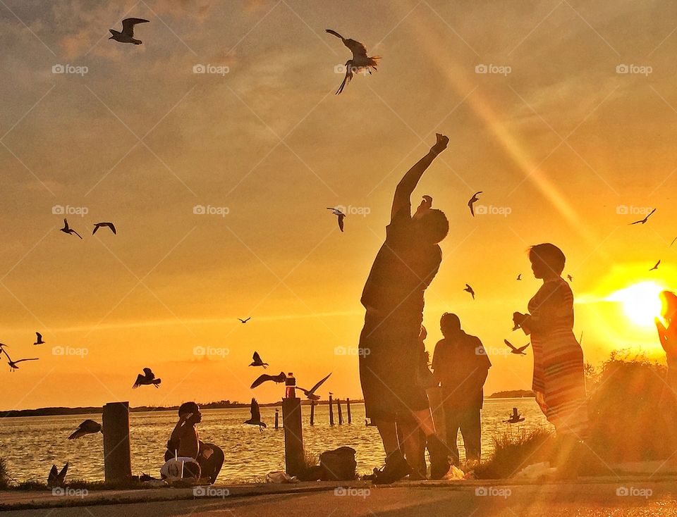 Nature lovers. A family feeding seagulls during the golden hour 