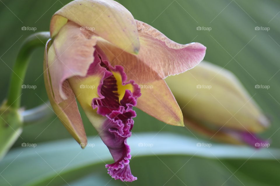 Orchid/Orquídea.