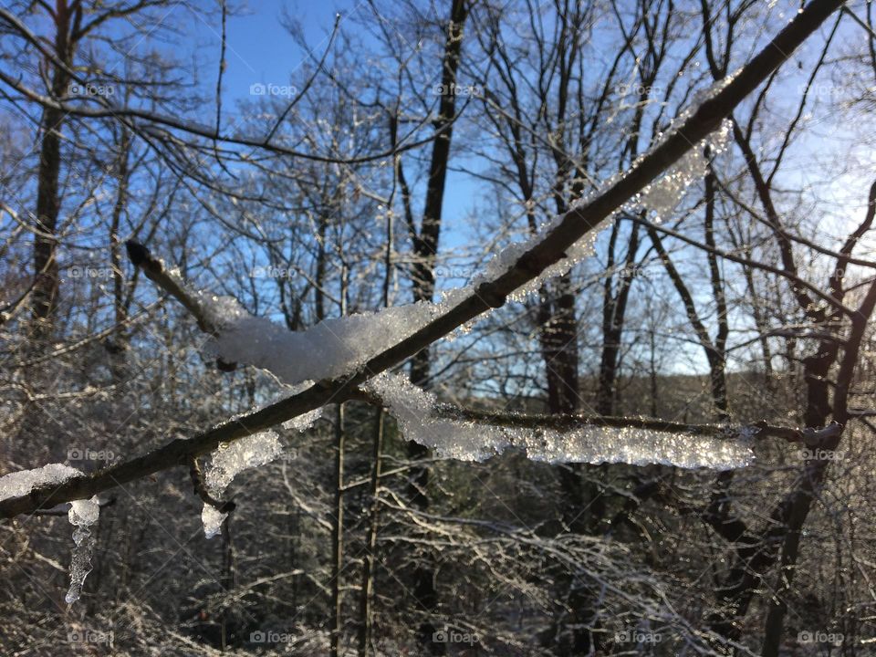 Snow turned to ice on tree branches 