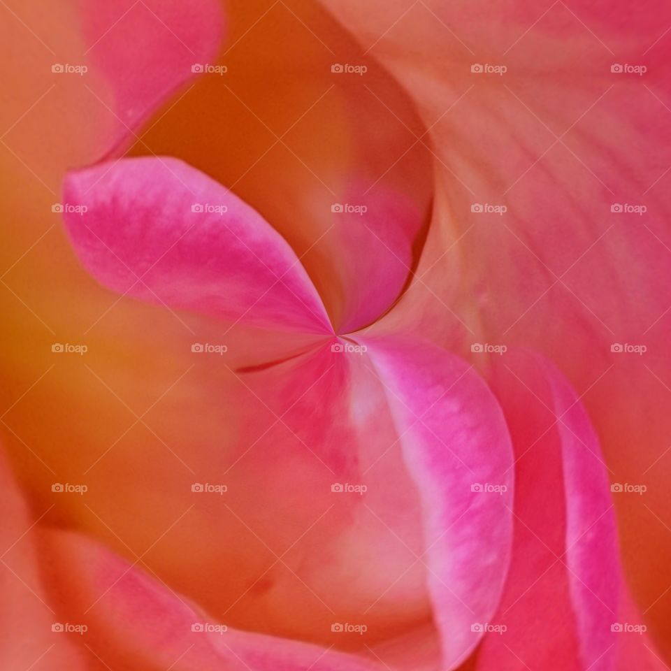 flower petals/ The color Pink