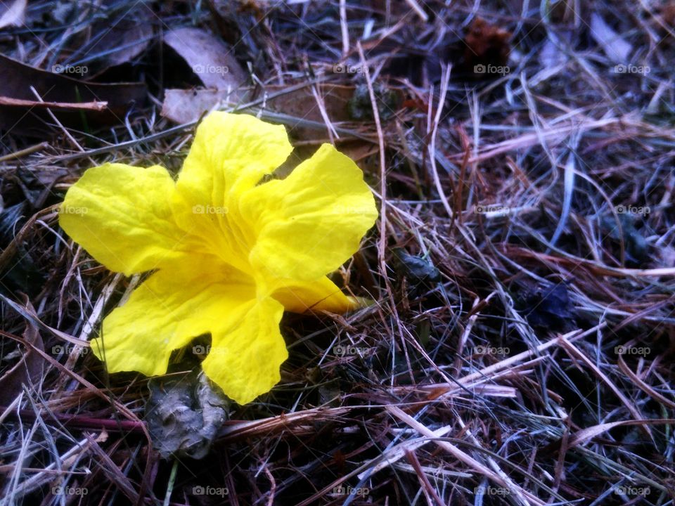 yellow flower on the fall