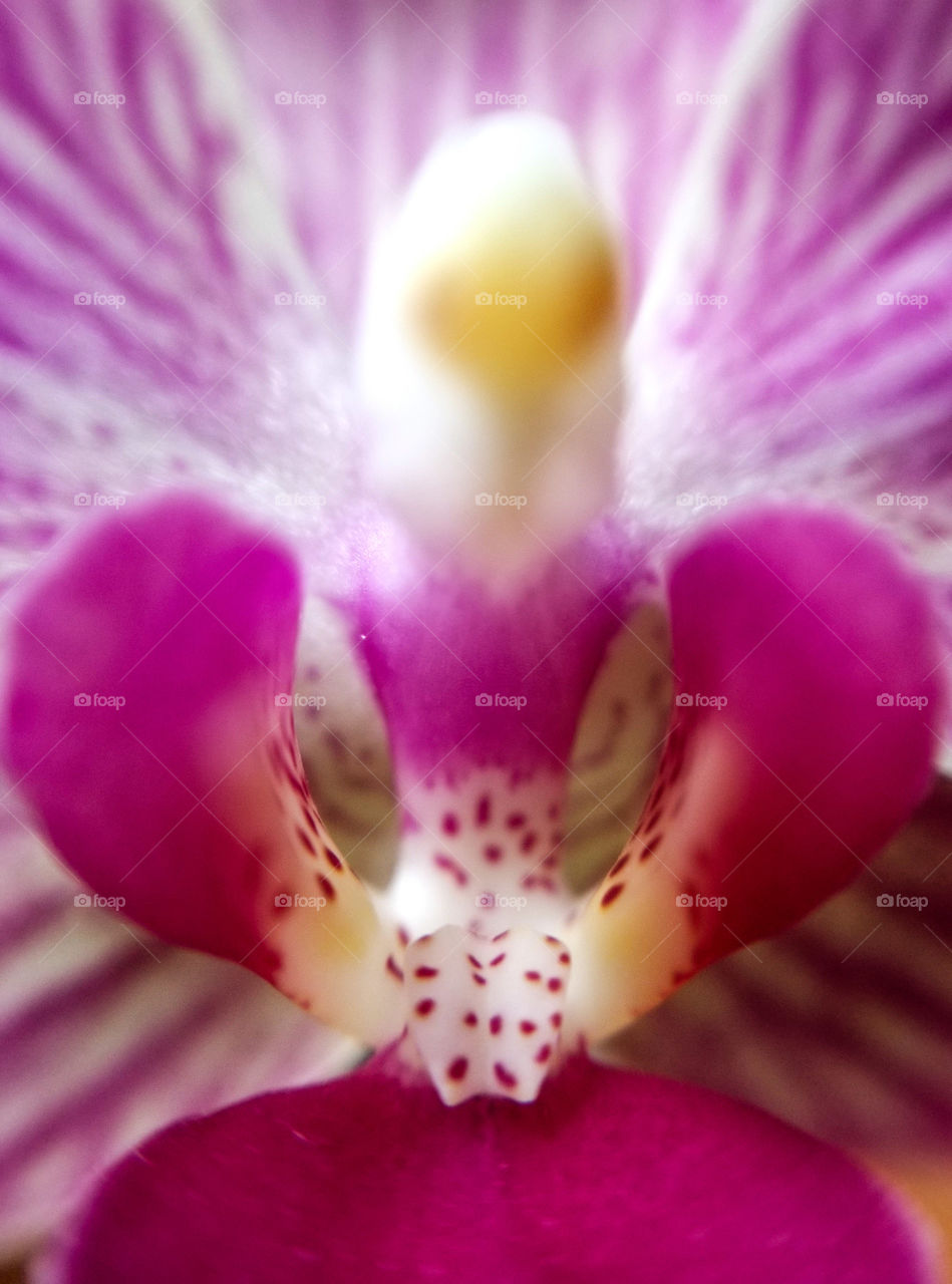 Orchid flower - macro shot