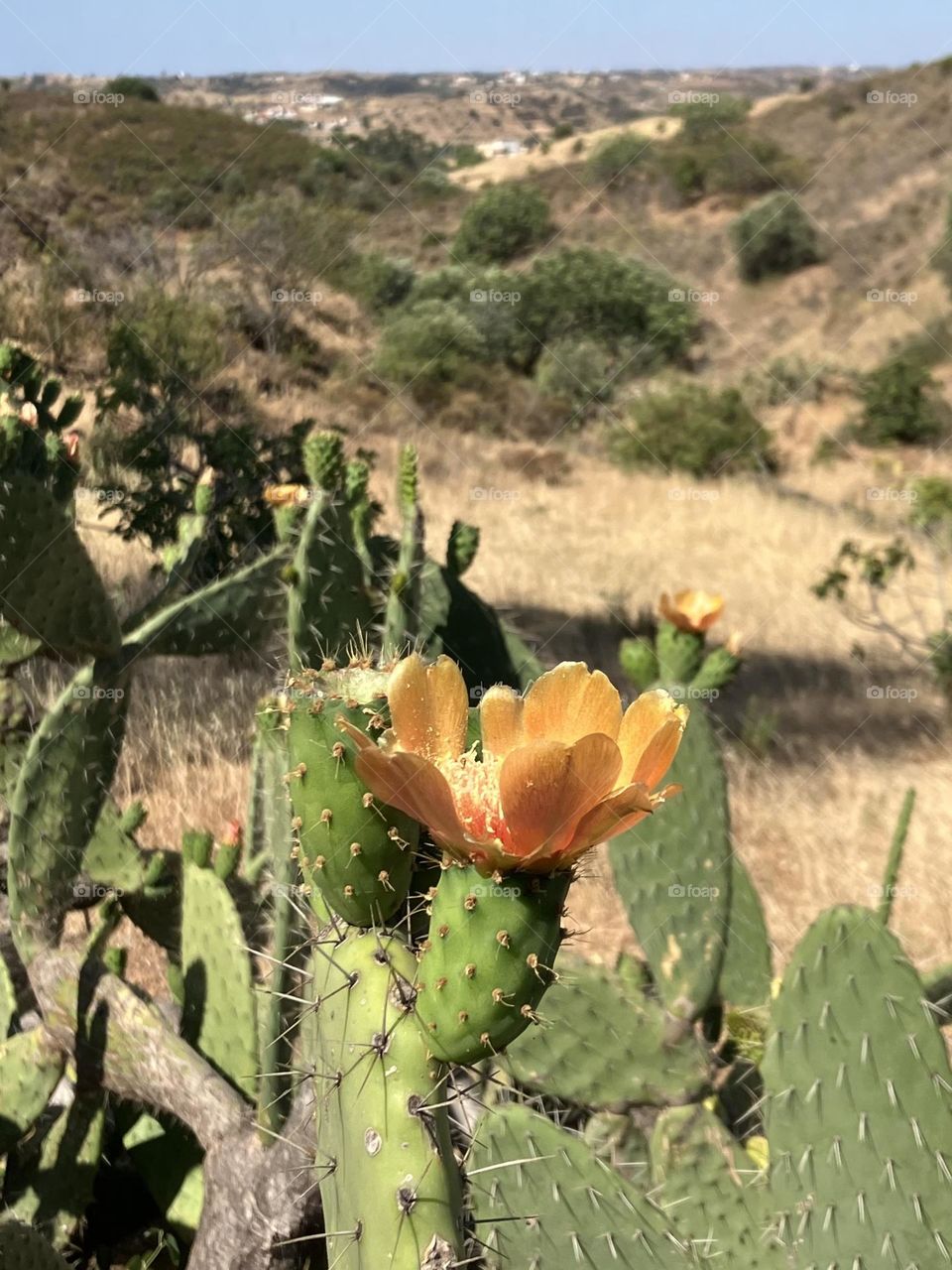 Opuntia ficus flower