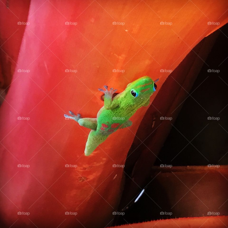 Gecko looking at me