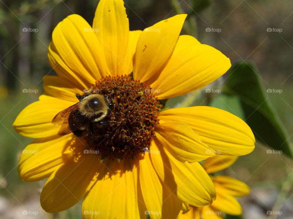 flower fall bee by ezdrossi