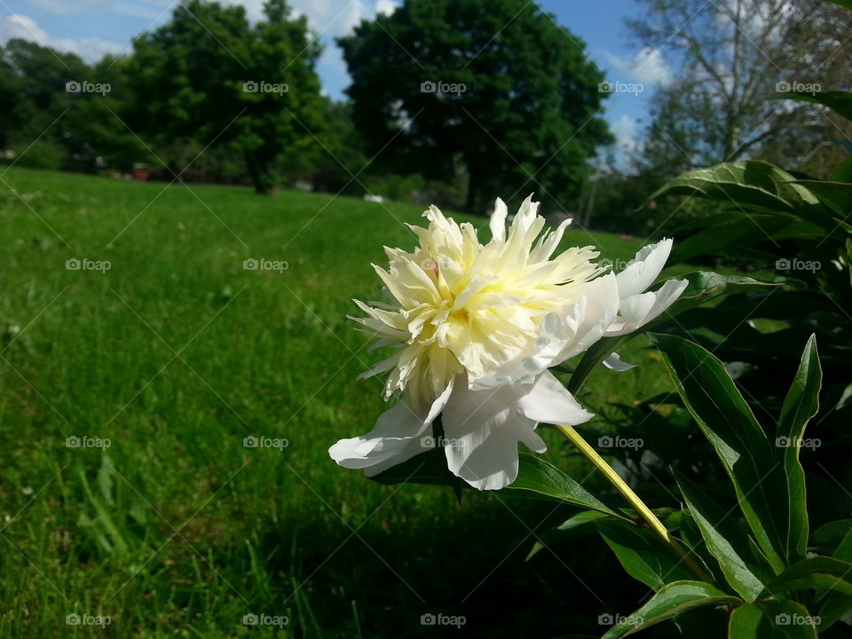 Peony 1. A beautiful, full and fluffy peony flower.