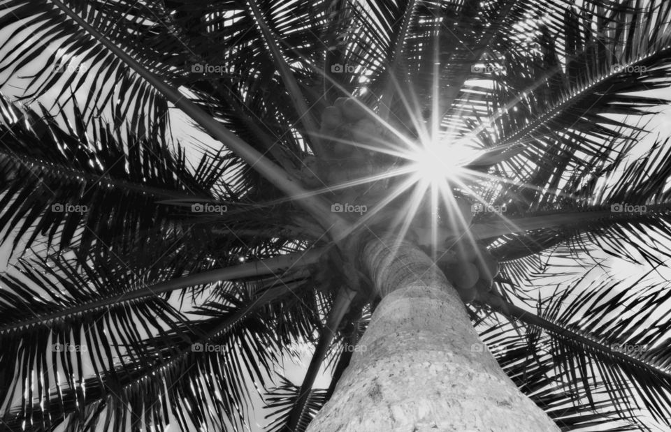 Low angle view of a coconut palm tree