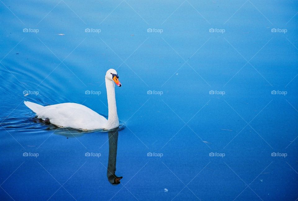 Swan