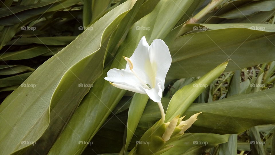 white  flower, Brazil, nature