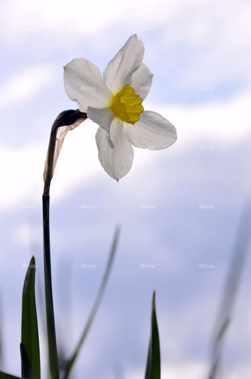 A lone daffodil flower Against the sky