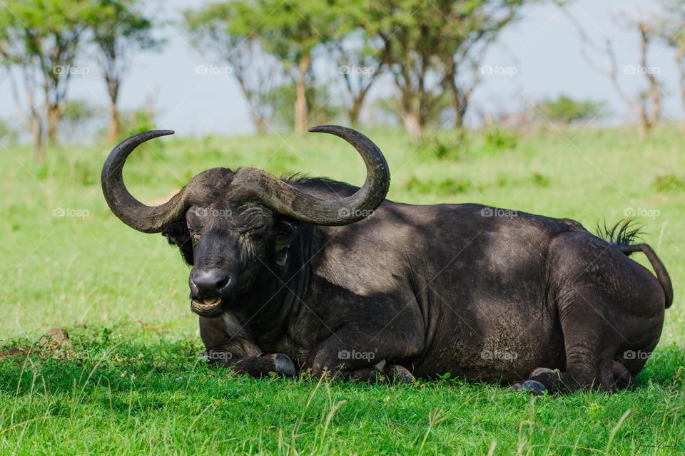 Cape buffalo from Masai Mara