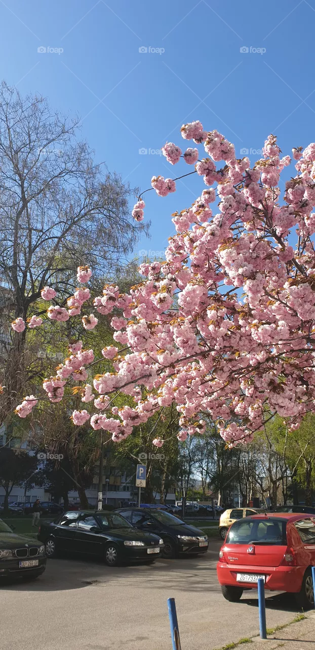 sakura tree