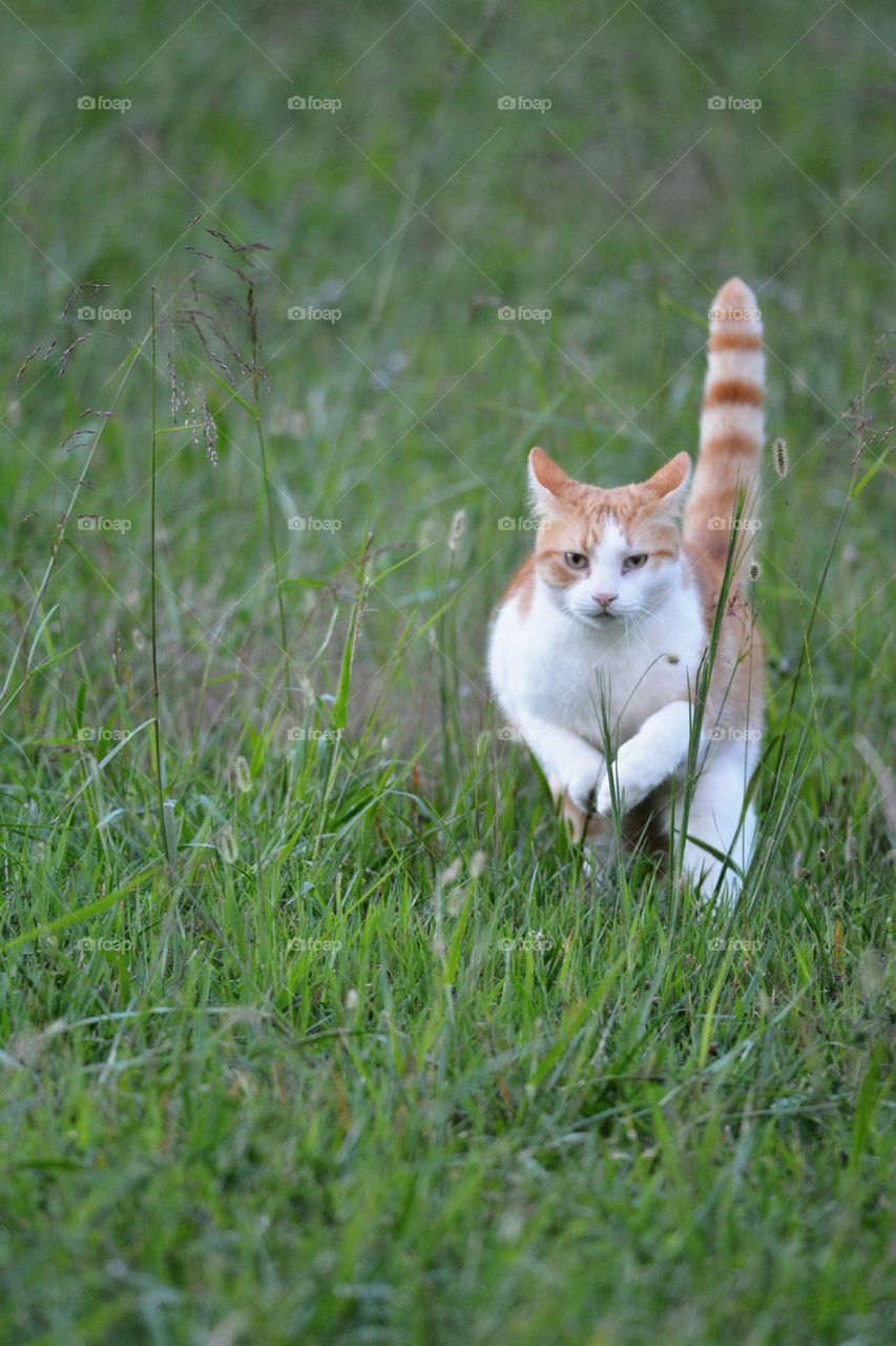 My Kitty, Jeff Gordon