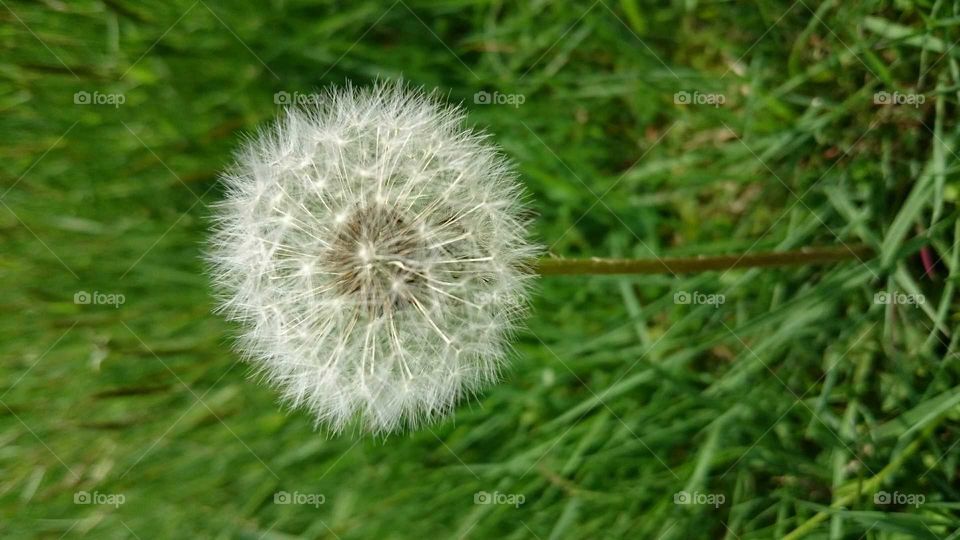 Dandelion