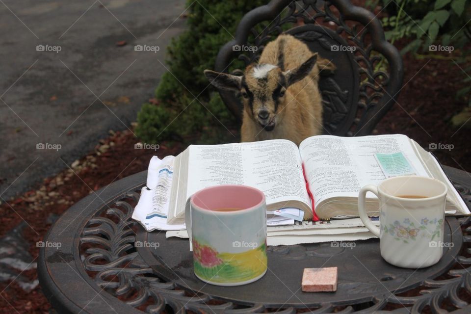 Reading Goat