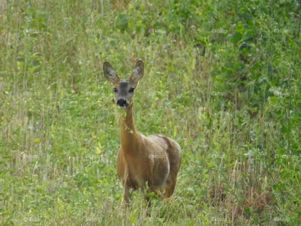 animal roe deer