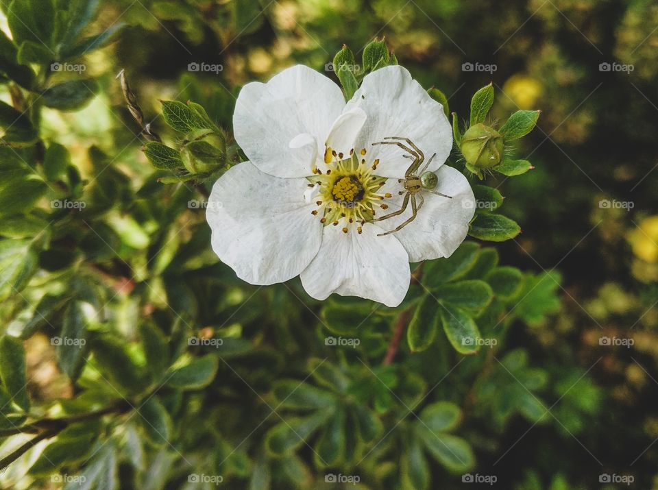 Little spider on a white flower