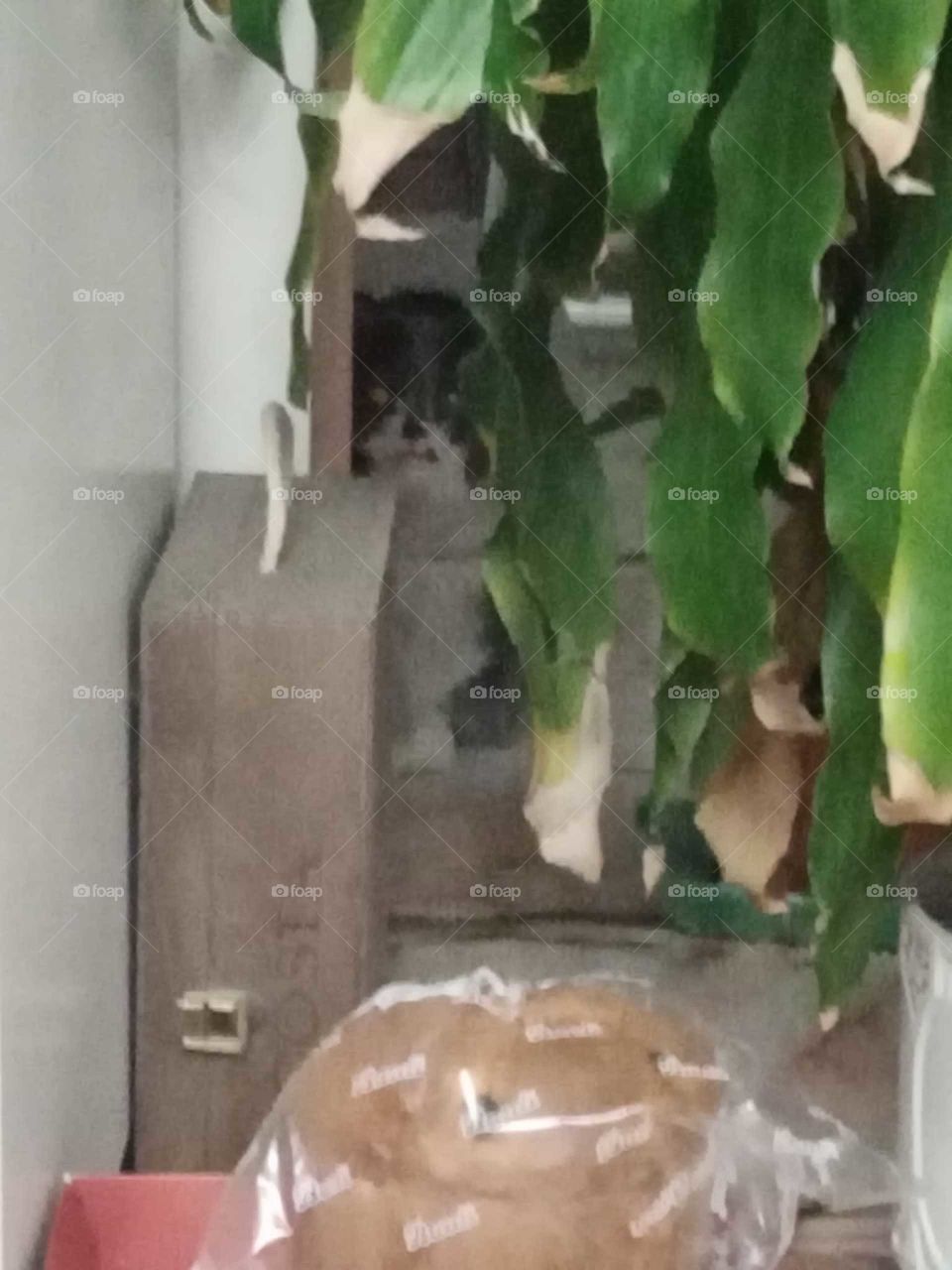 hidden cat watching