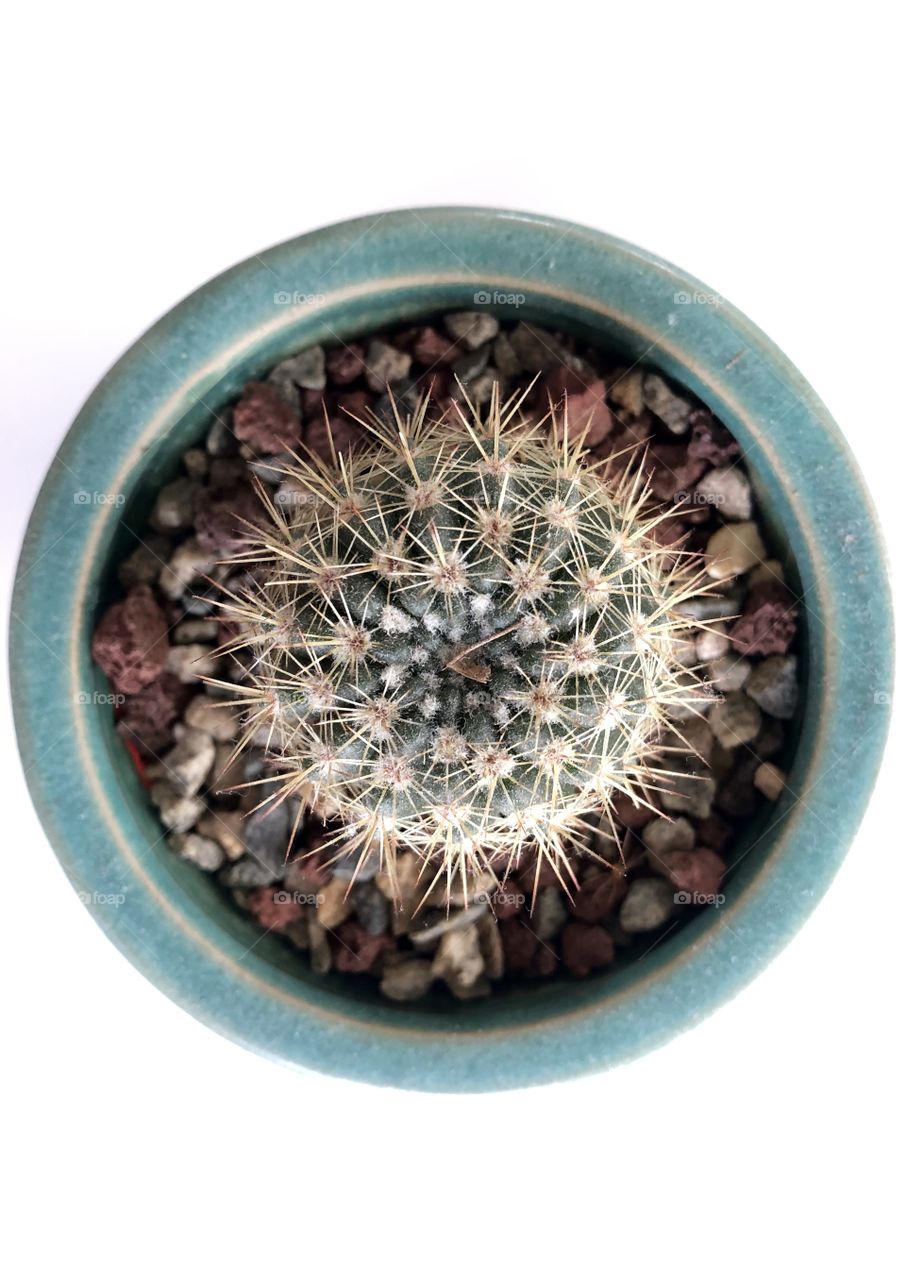 Cactus in a pot